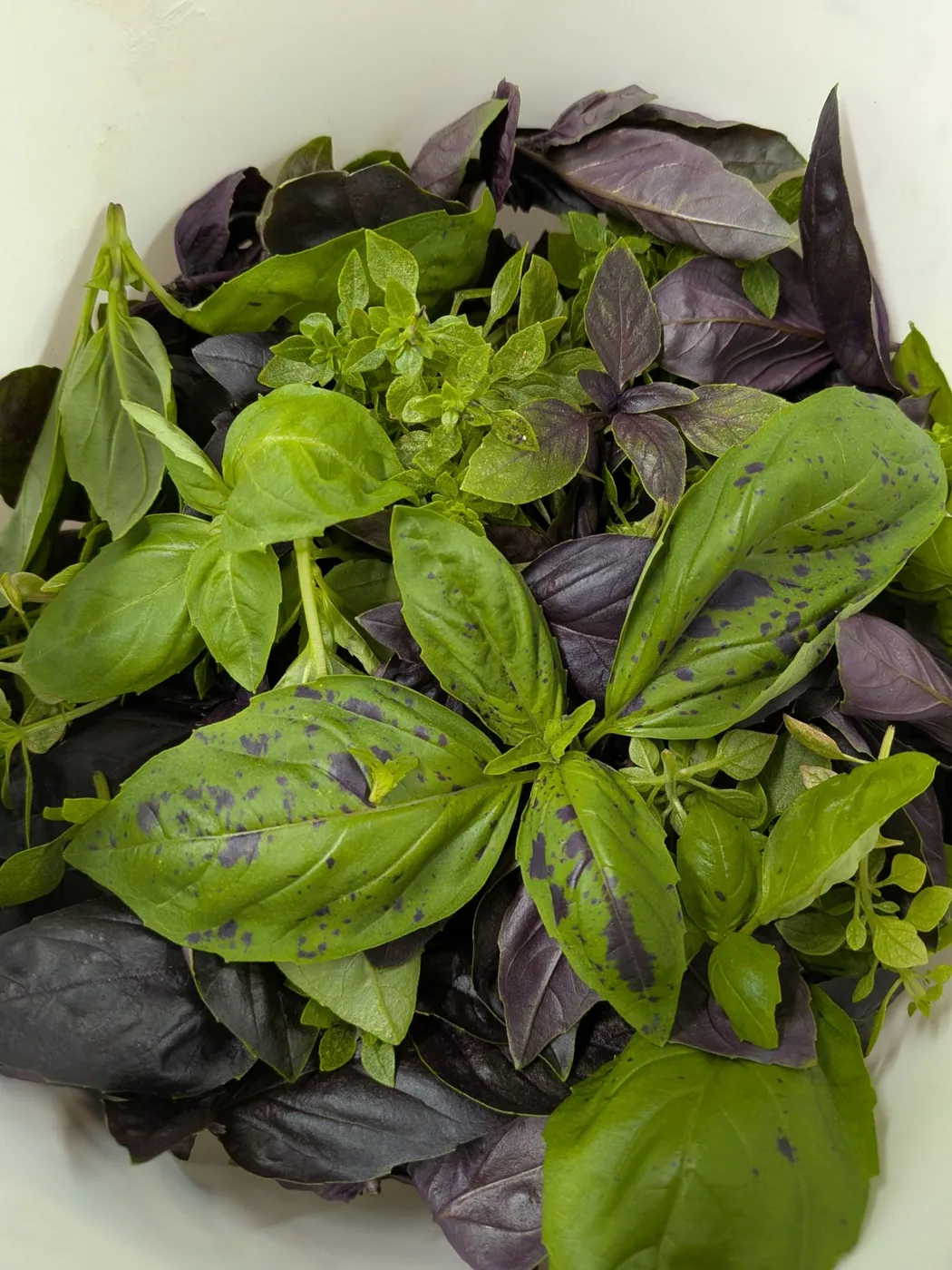 A bowl of green and purple basil leaves